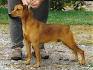 Mountain Cur 101: The Perfect Dog For the Adventurous and ...