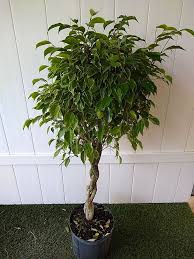 Image result for Ficus variifolia