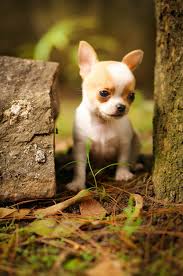 Vector breeded chihuahua puppy head portrait. Tiny Brown White Male Chihuahua Shorthair He Has Very Short Body That Make Him Look Cute Chihuahua Puppies Cute Chihuahua Cute Animals