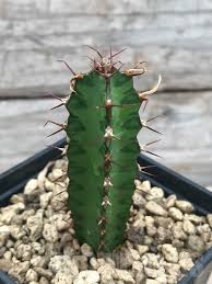 Image result for Euphorbia griseola