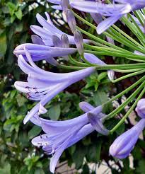 アガパンサス2009 庭の植物