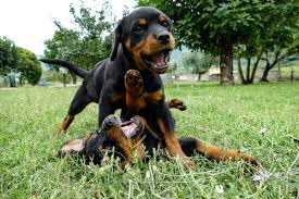 Free dog classifieds ️ pawbe is here to help you find the perfect puppy for you and your family 🐾 breeders and puppy owners can list their cute puppies here. Male Vs Female Rottweiler Which Is Better Bubbly Pet