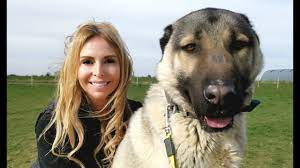 Animal watch 5.056.614 views2 years ago. Turkish Kangal Dog Wolf Killer Or Pet Youtube