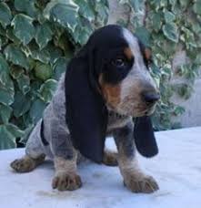 Le berger des shetland est un petit chien de berger, sympathique, intelligent et joueur. 9 Basset Bleu De Gascogne Ideen Hunderassen Little Dogs Basset Hund