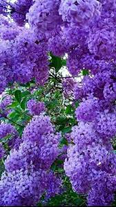 Pin By Neslihan Canik On Vesennyaya Nezhnost Lilac Bushes Amazing Flowers Beautiful Flowers