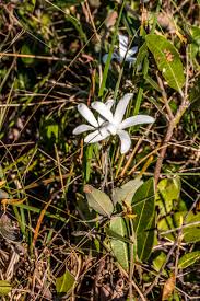 Image result for Tricliceras mossambicense