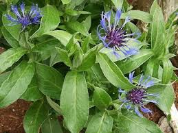 A Mountain Cornflower Plant In Bloom Centaurea Montana Plants Garden Helpers Cornflower