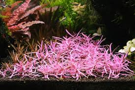 Image result for Hygrophila cataractae