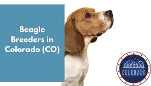 Loved by all of his admirers, the beagle puppy has a face that few. 2 Beagle Breeders In Colorado Co Beagle Puppies For Sale Animalfate