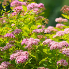 Image result for spirea japonica gold princess