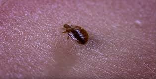 Image result for Cimex Lectularius L