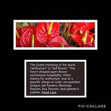 Anthurium Open Flower Anthurium Flamingo Flower
