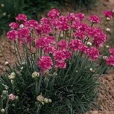 Outsidepride has a large selection of flower seeds for you to buy. Armeria Seeds For Sale Sea Pinks Perennial Flower Seeds Flower Seeds Flowers Perennials Pink Perennials