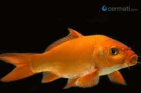 Mulai dari cara berdiri sampai perilakunya. Budidaya Ikan Mas Ternyata Memiliki Peluang Profit Yang Tinggi Ini Penjelasannya Cermati Com