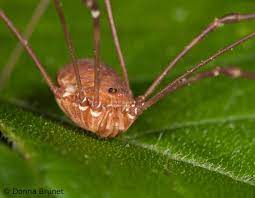 The ability to break off legs is similar to the ability of lizards to break off a portion of their tail if being attacked by a predator. Daddy Longlegs Harvestmen Missouri Department Of Conservation