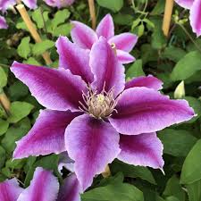 Check spelling or type a new query. Clematis Dr Ruppel Buy Clematis Perennials Online