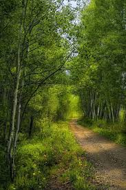 New Aspen Trees Spring Photo Forest Road Photo Spring Green Art Aspen Trees Wall Art Aspen Tree Decor Rustic Wall Decor Aspen Trees Landscape Forest Road