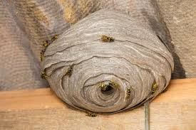 Mud Dauber Wasps In Australia What You Need To Know · Clean & Green Pest  Control Northern Beaches