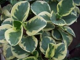Toxicity to pets rubber tree plant or rubber tree are among the common names used for ficus elastica. Non Toxic Plants For Cats American Rubber Plant And Baby Rubber Plant American Rubber Plant Cat Safe Plants Non Toxic Plants For Cats