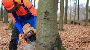 Wann müssen bäume gefällt werden? Baum Fallen Sicher Und Richtig Teil 1 Grundlagen Youtube
