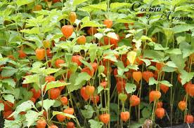 Uchuva Physalis Peruviana Plants Physalis Greens