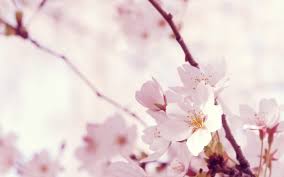 We did not find results for: Sakura Wallpaper Preview 10wallpaper Com