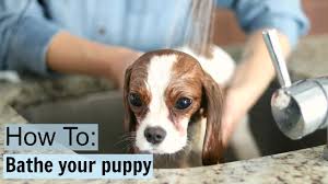 What can i bathe my 7 week old puppy with? Can I Bathe My Puppy In Baby Shampoo Www Neurosurgeondrapoorva Com