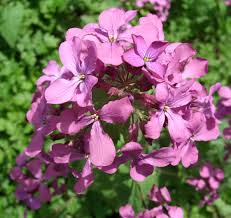 Rabbits and deer won't eat these flowers, shrubs, herbs. Deer Resistant Plants Deer Resistant Flowers Amazing Flowers