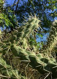 Removing cactus spines from your dog. Scientists Study Puncture Performance Of Cactus Spines Illinois