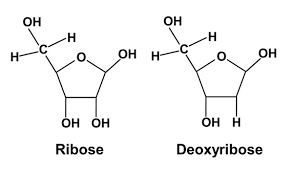 Nucleic Acid