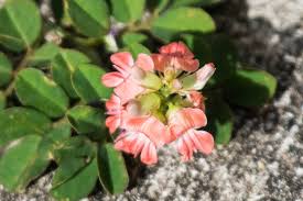 Image result for Indigofera spicata