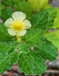 Image result for Pedalium