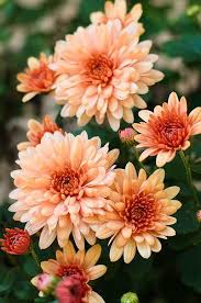 Mums 1 Mums Flowers Plants Chrysanthemum