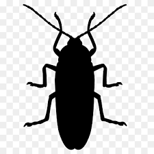 cockroach clipart png images pngwing pngwing