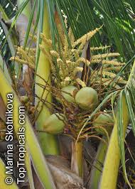 Image result for Cocos nucifera