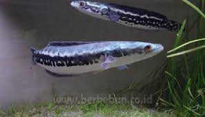 Jenis ikan toman tergolong ke dalam ikan buas atau predator karena berpotensi memangsa ikan maupun berbagai hewan kecil lainnya seperti kodok bahkan tercatat ikan ini juga telah menghuni sebagian wilayah india karena dibawa oleh manusia. Budidaya Ikan Toman