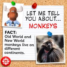 We recall sitting on the bathroom floor, watching our mom carefully lacquering—and then she showed us how it was done. How To Tell A Monkey From An Ape More Monkey Facts Explore Awesome Activities Fun Facts Cbc Kids