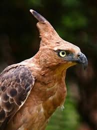 Walaupun kekocakan foto itu nampak biasa, namun foto tersebut dapat mengubah mood kalian, dari yang awalnya murung bisa berubah ceria ketika melihatnya. Kumpulan Gambar Burung Garuda Sebagai Garuda Pancasila