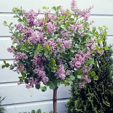 Plant it lining a walkway, under windows, as a low hedge, or it is not necessary to prune bloomerang lilac in order for it to rebloom. Syringa Miss Kim Dwarf Lilac Bush 30 40cm Supplied In A 2 Litre Pot Gardening Ka Pesi Outdoor Plants