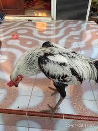75 gambar ayam saigon juara paling hist gambar pixabay . Ayam Mangon Ciri Ciri Kelebihan Kekurangan Dan Cara Merawatnya Syahrulanam Com