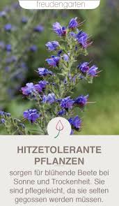 Plants For Dry And Sunny Locations Locations Plants Sunny Garten Pflanzen Pflanzen Pflegeleichte Pflanzen
