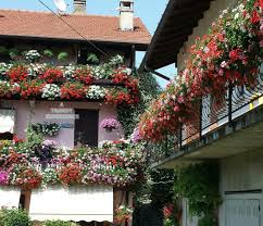 Piante rampicanti per i muri di casa e per balconi officina del verde. Piante E Fiori Da Balcone Per Decorare Casa A Trendy Experience