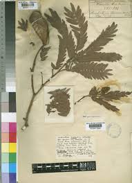 Image result for Brachystegia microphylla