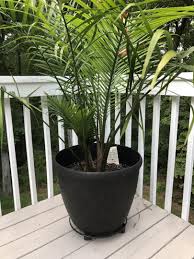 Majesty palm identifying characteristics the majesty palm is a very large palm with a large, untidy crown. Should I Separate Majesty Palms Palms In Pots Palmtalk