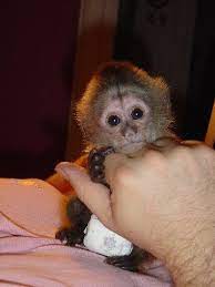We offer cheap capuchin monkeys, contact for more info. 7 Farm With Jayody Ideas Marmoset Monkey Pet Monkey Baby Monkey Pet