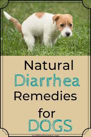 Natural Diarrhea Remedies For Dogs In 2020 Dog Diarrhea Remedy Diarrhea Remedies Dog Has Diarrhea