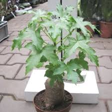 Image result for Cussonia natalensis