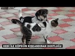 Kedi Ile Kopegin Kiskandiran Dostlugu Youtube