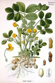 Image result for Aeschynomene glauca