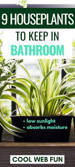 9 Low Light Houseplants For Bathroom Cool Web Fun In 2020 Houseplants Low Light Bathroom Plants Plants